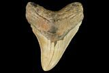 Fossil Megalodon Tooth - North Carolina #109736-1